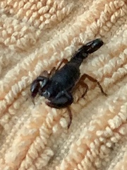 Bothriurus rochensis