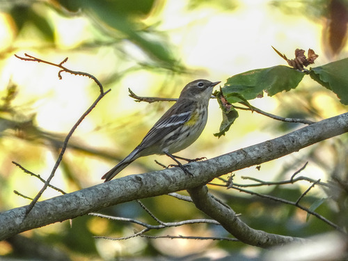 Myrtle Warbler photographed in Connecticut