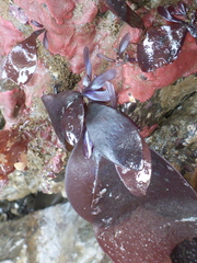 Chondracanthus