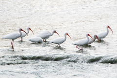 Eudocimus albus