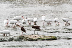 Eudocimus albus