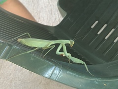 Trachymantis dentifrons