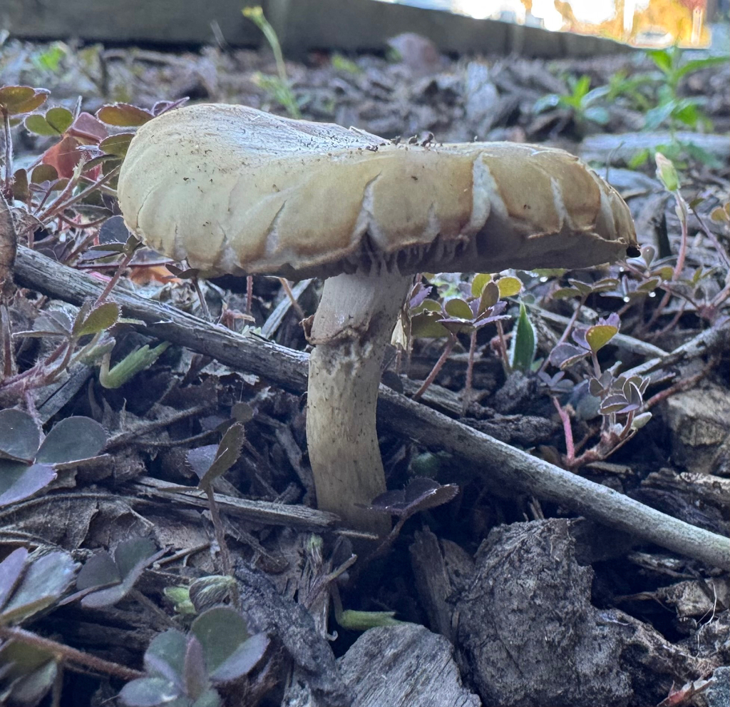 Agrocybe praecox · October 2025 · photo: © frankashwood (iNaturalist, cc-by)