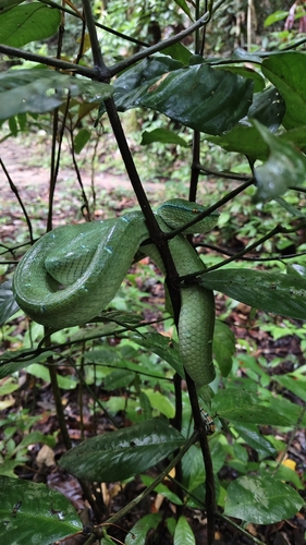 Tropidolaemus subannulatus