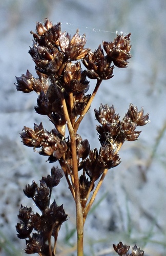 Black rush (Juncus anceps)