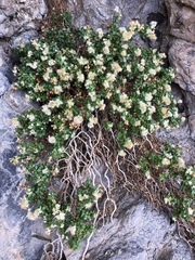 Ericameria cuneata
