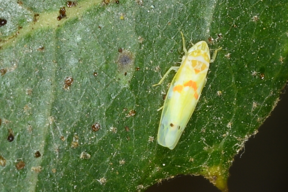 Dikrella cockerellii