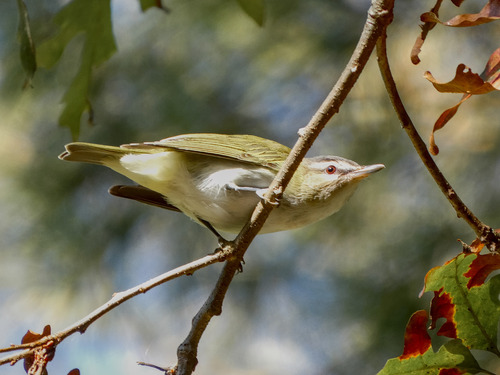 Vireo ojirrojo (Vireo olivaceus)