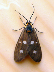 Dysauxes punctata