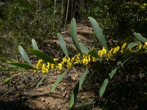 Daviesia suaveolens, 2025-10-15