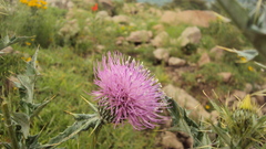 Cirsium rhaphilepis