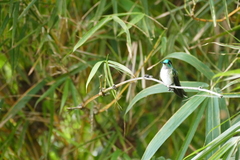 Lampornis hemileucus