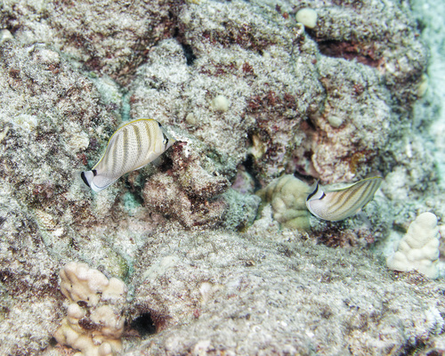 Veelband-koraalvlinder (Chaetodon multicinctus) — Chaetodontidae — 4
