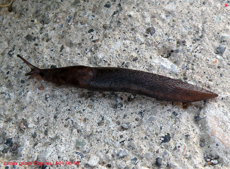Limax giustii