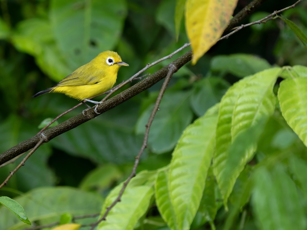 Wakatobi White-eye (Zosterops flavissimus)