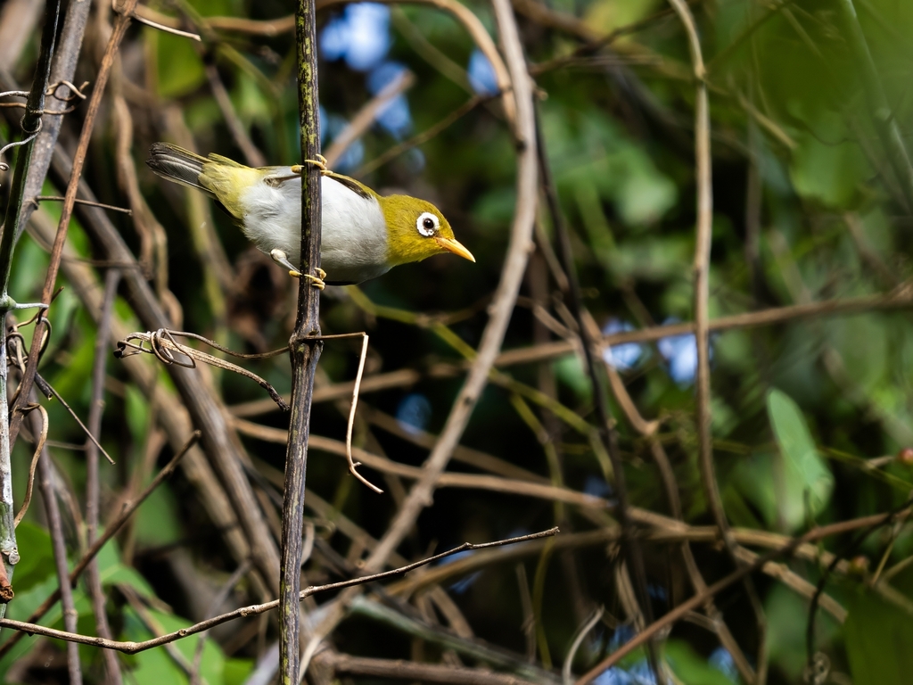 Wangi-wangi White-eye (Zosterops paruhbesar)