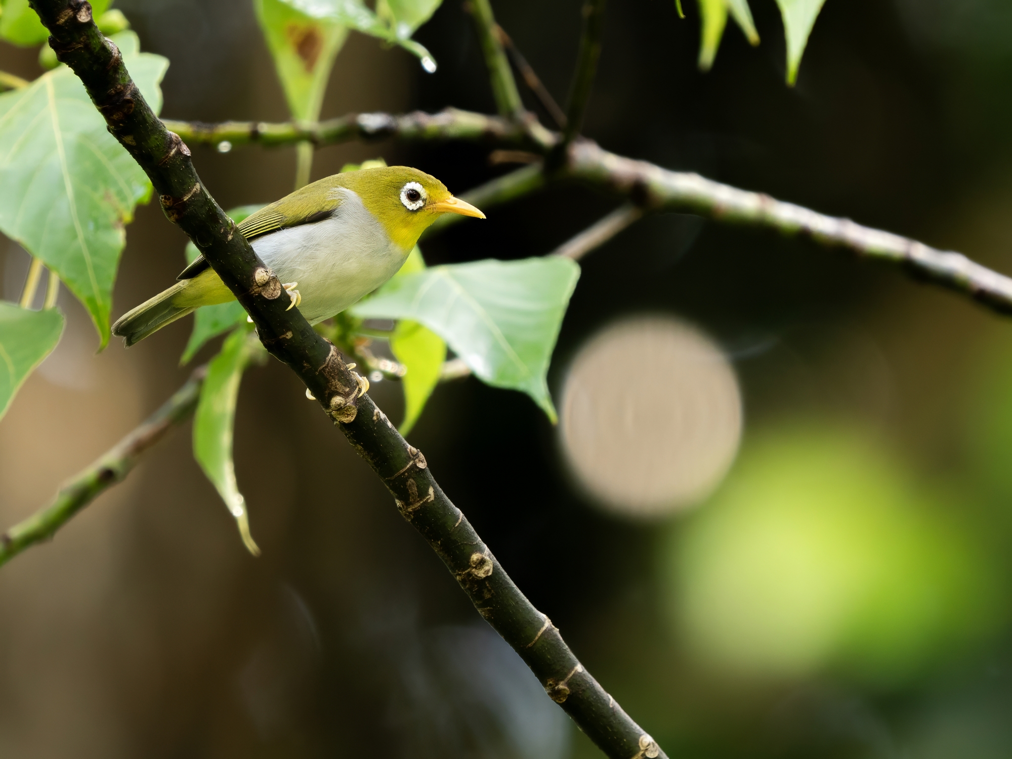 Wangi-wangi White-eye (Zosterops paruhbesar), photo 2
