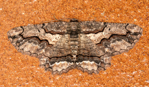 Brassy Waved Umber
