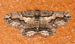 Menophra japygiaria