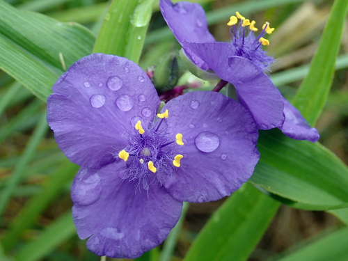 Tradescantia virginiana