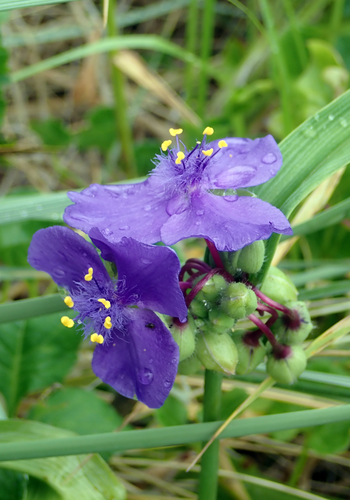 Tradescantia virginiana
