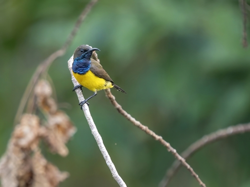 Tukangbesi Sunbird (Cinnyris infrenatus), photo 3
