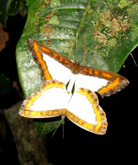 Nymphidium caricae