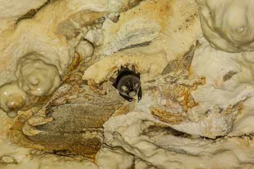 Stoliczka's Trident Bat (Aselliscus stoliczkanus)