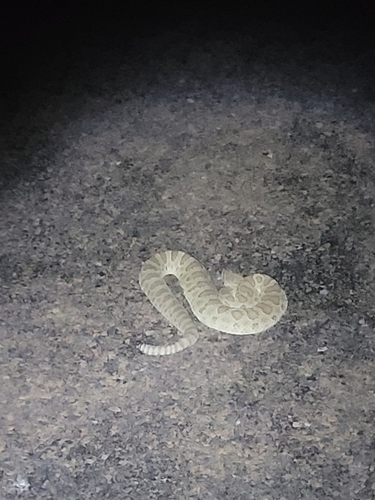 Prairie Rattlesnake
