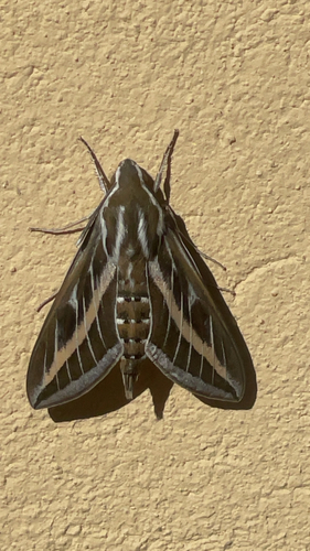 Striped Hawkmoth