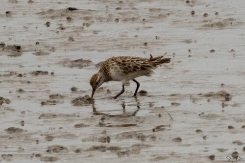 Correlimos acuminado (Calidris acuminata)