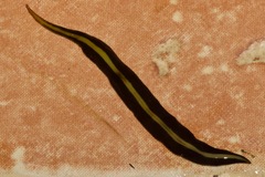 Pseudogeoplana