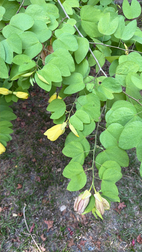 Bauhinia tomentosa, photograph 6