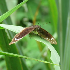 Euploea darchia niveata