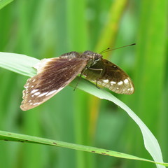 Euploea darchia niveata