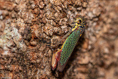 Macugonalia cavifrons