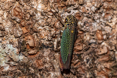 Macugonalia cavifrons