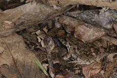 Fejervarya limnocharis