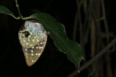 Lexias