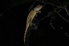 Acanthosaura lepidogaster