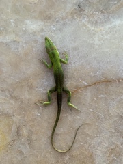 Anolis carolinensis