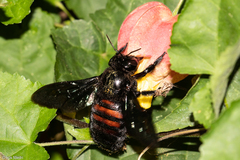 Xylocopa nigrocincta