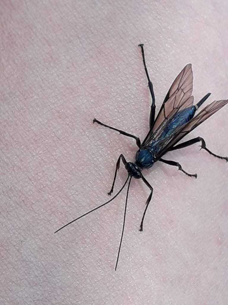 Pimpla caerulea