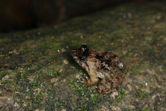 Limnonectes nguyenorum