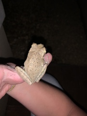 Osteopilus septentrionalis