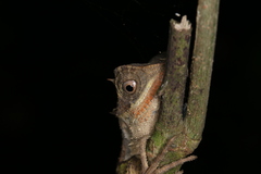 Acanthosaura lepidogaster