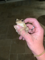 Osteopilus septentrionalis