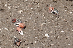 Leptuca uruguayensis