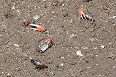 Leptuca uruguayensis