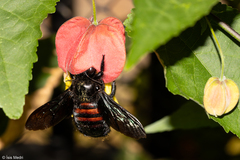 Xylocopa nigrocincta